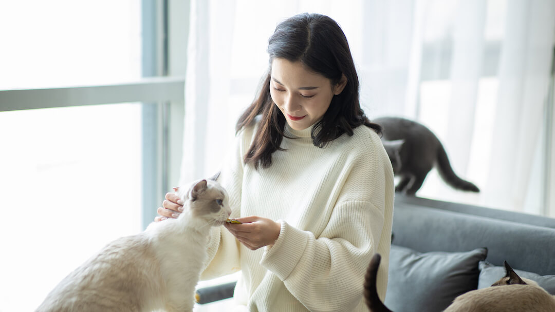¿Los gatos pueden comer cerdo? ¿Deberían hacerlo? | Purina ® | Purina ES